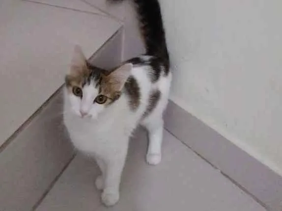 Gato ra a Sem raça definida idade 7 a 11 meses nome Lola