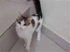 Gato raça Sem raça definida idade 7 a 11 meses nome Lola