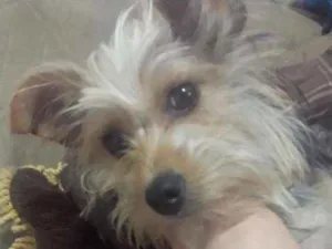 Cachorro raça York/pincher idade 1 ano nome Lili
