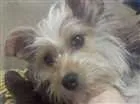 Cachorro raça York/pincher idade 1 ano nome Lili