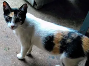 Gato raça Srd idade 2 a 6 meses nome Pandora