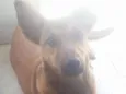Benji