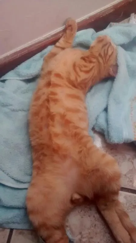 Gato raça SRD idade 7 a 11 meses nome Recruta