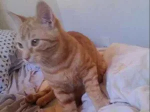 Gato raça SRD idade 7 a 11 meses nome Recruta
