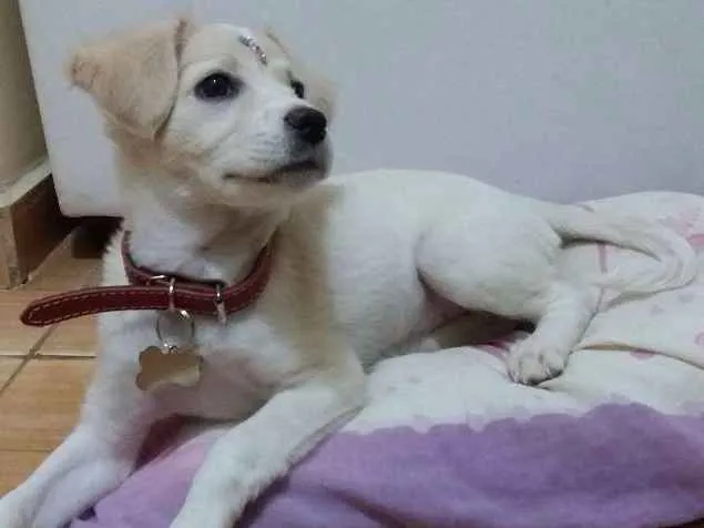 Cachorro ra a SRD idade 2 a 6 meses nome Joy
