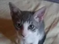 Pixote
