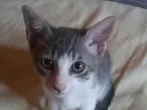 Gato raça S. R. D idade 2 a 6 meses nome Pixote