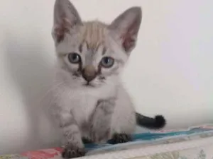 Gato raça SRD idade 2 a 6 meses nome Tina