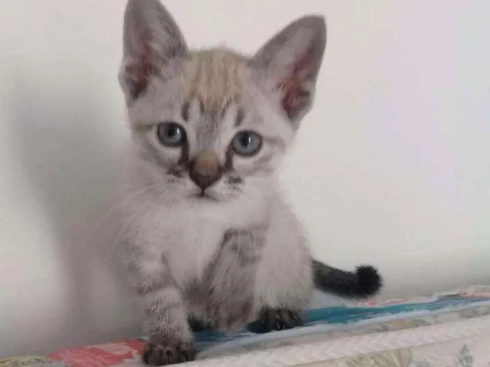 Gato ra a SRD idade 2 a 6 meses nome Tina