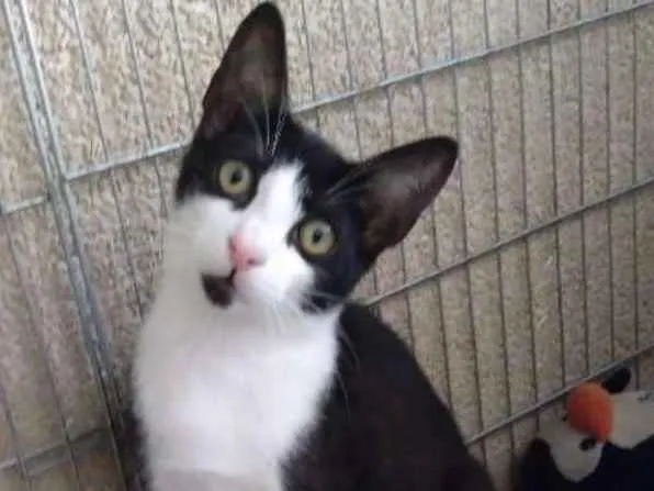 Gato ra a SRD idade 2 a 6 meses nome Paulinho
