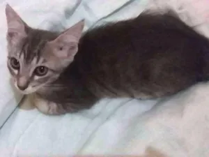 Gato raça S. R. D idade 2 a 6 meses nome Zeca
