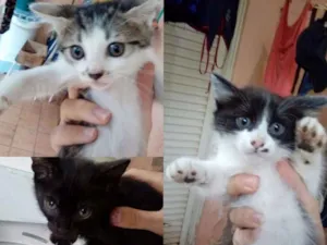 Gato raça  idade 2 a 6 meses nome Filhotes