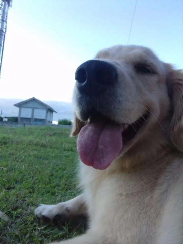 Cachorro ra a Golden Retriever idade 4 anos nome Fiona