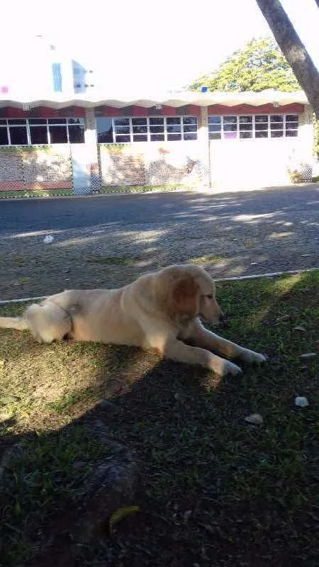 Cachorro ra a Golden Retriever idade 4 anos nome Fiona