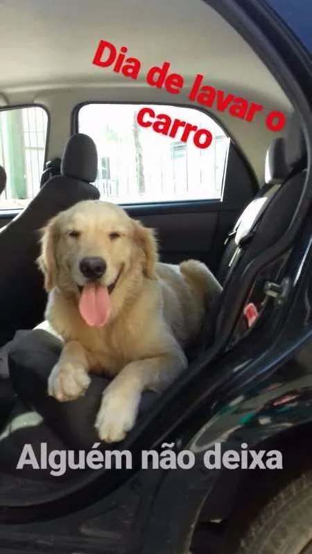 Cachorro ra a Golden Retriever idade 4 anos nome Fiona