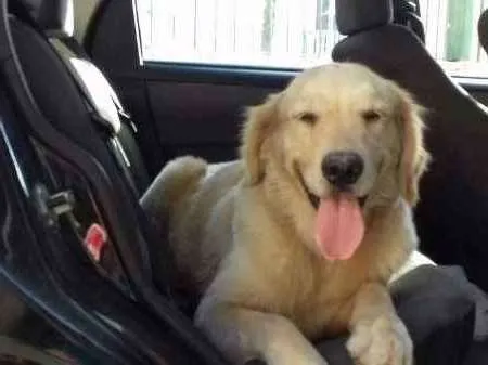 Cachorro ra a Golden Retriever idade 4 anos nome Fiona