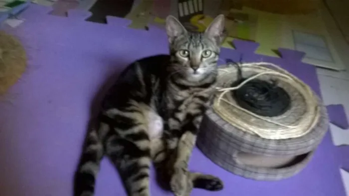 Gato raça srd  idade 7 a 11 meses nome Mia