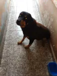 Negão