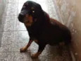 Negão