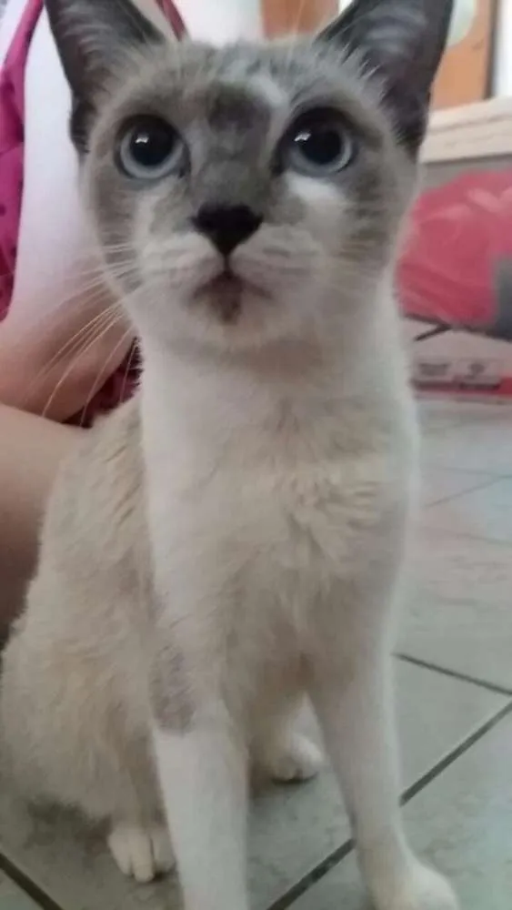 Gato ra a  idade 7 a 11 meses nome Jade