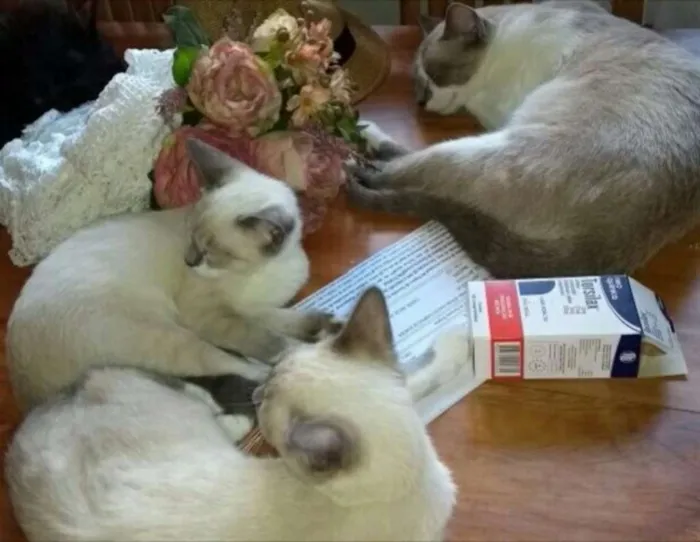 Gato ra a  idade 7 a 11 meses nome Jade