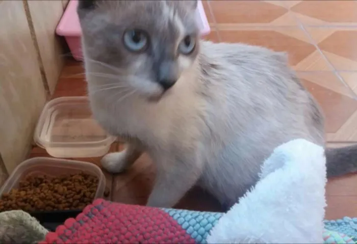 Gato ra a  idade 7 a 11 meses nome Jade