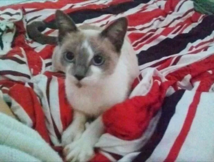 Gato ra a  idade 7 a 11 meses nome Jade