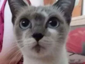 Gato raça  idade 7 a 11 meses nome Jade