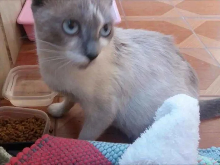Gato ra a  idade 7 a 11 meses nome Jade