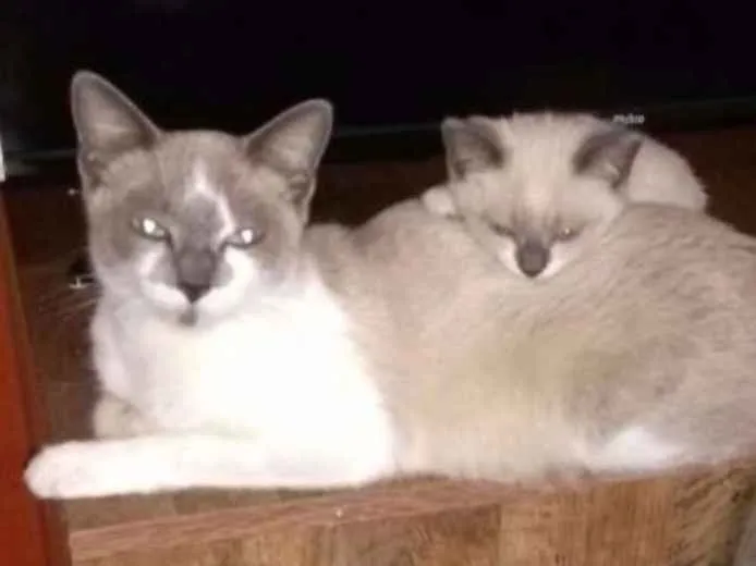 Gato ra a  idade 7 a 11 meses nome Jade