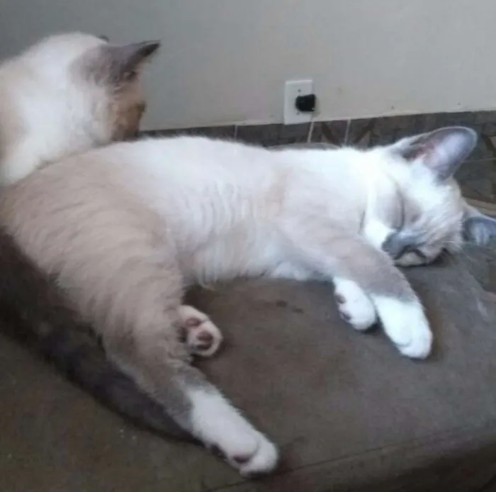 Gato ra a  idade 2 a 6 meses nome Kity Pata Mansa