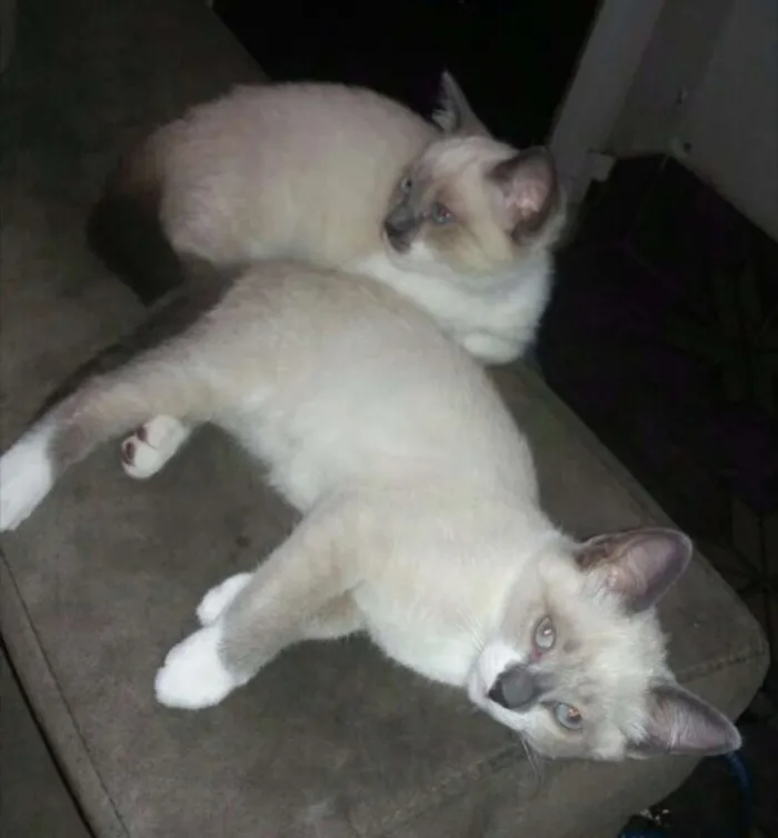Gato ra a  idade 2 a 6 meses nome Kity Pata Mansa