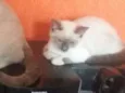 Safira