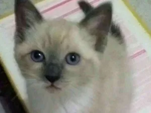 Gato raça  idade 2 a 6 meses nome Safira