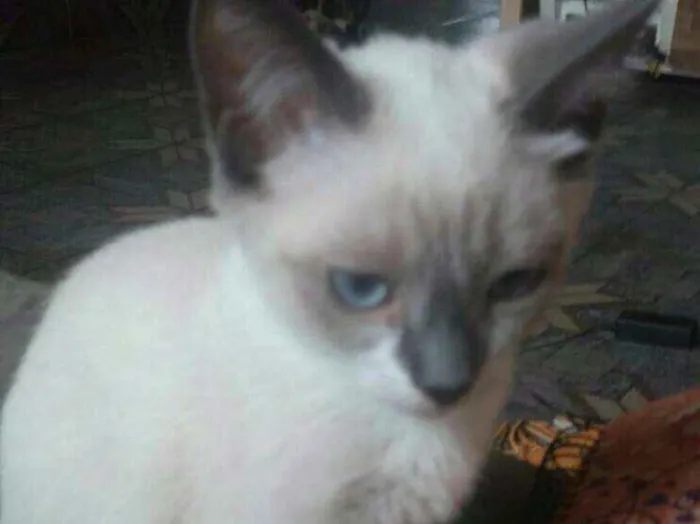 Gato ra a  idade 2 a 6 meses nome Safira