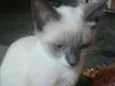 Safira
