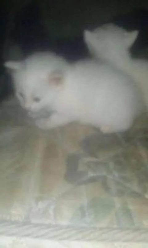 Gato ra a viralata eu acho   idade Abaixo de 2 meses nome filhotes 