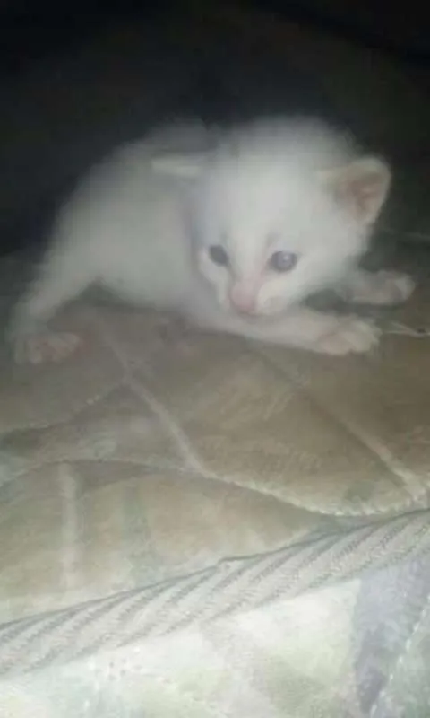 Gato ra a viralata eu acho   idade Abaixo de 2 meses nome filhotes 
