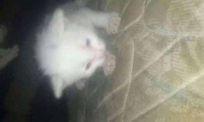 Gato ra a viralata eu acho   idade Abaixo de 2 meses nome filhotes 