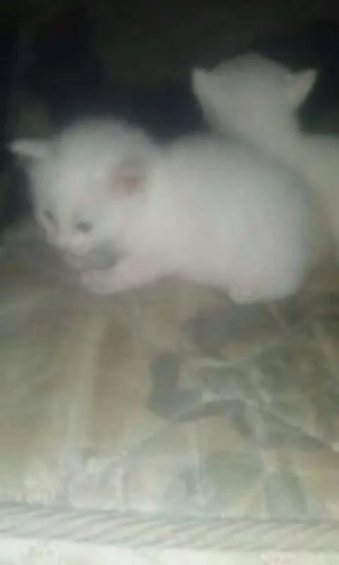 Gato ra a viralata eu acho   idade Abaixo de 2 meses nome filhotes 