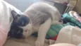 Suzi