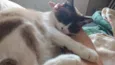 Suzi