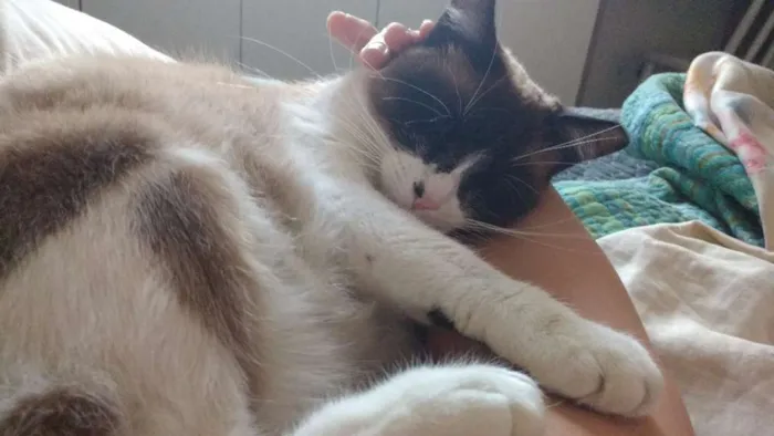 Gato ra a SRD idade 3 anos nome Suzi