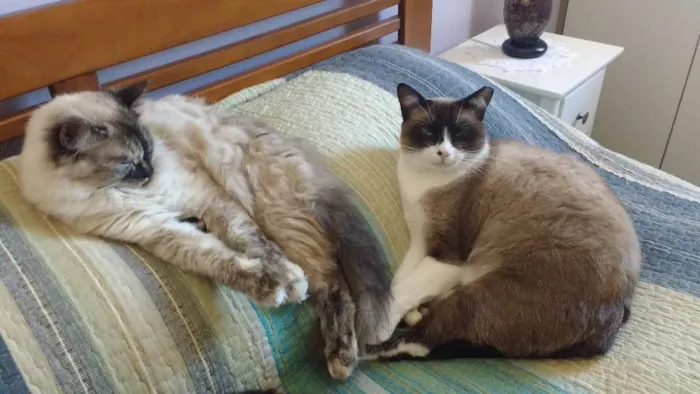 Gato ra a SRD idade 3 anos nome Suzi