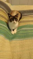 Suzi
