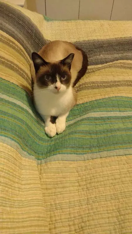 Gato ra a SRD idade 3 anos nome Suzi