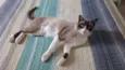 Suzi