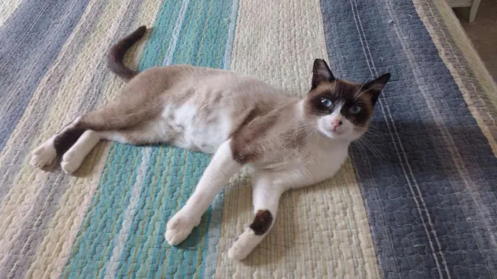 Gato ra a SRD idade 3 anos nome Suzi