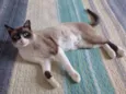 Suzi