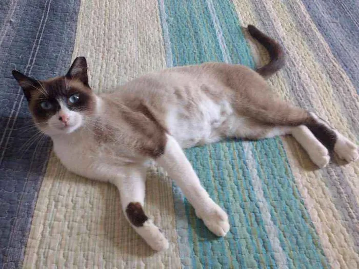 Gato ra a SRD idade 3 anos nome Suzi